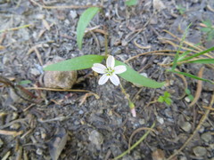 Claytonia lanceolata
