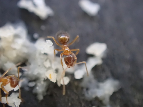 Photo of Yellow-footed Ant (Nylanderia flavipes)