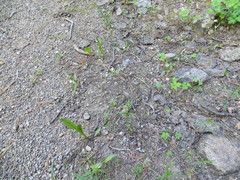 Claytonia lanceolata