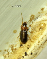 Stenolophus alacris