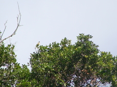 Tyrannus melancholicus