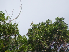 Tyrannus melancholicus
