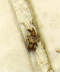 Notoxinae