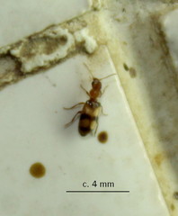 Notoxinae