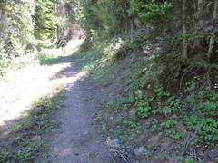 Claytonia lanceolata