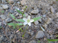 Claytonia lanceolata