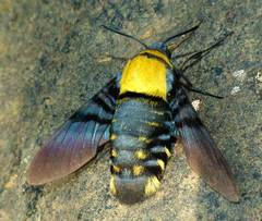 Sataspes