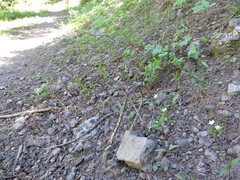 Claytonia lanceolata