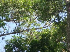 Pitangus sulphuratus