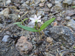 Claytonia lanceolata