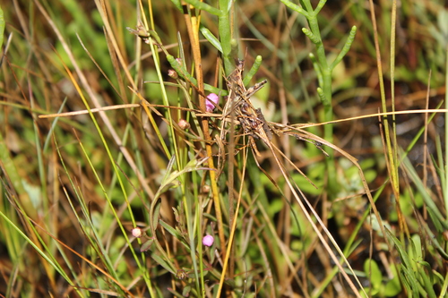 Image of Agalinis maritima by (c) Alex Karasoulos, some rights reserved (CC BY)