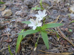Claytonia lanceolata