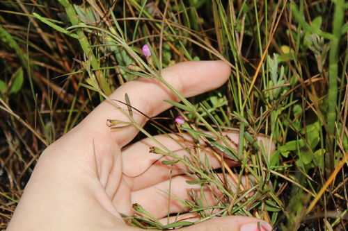 Image of Agalinis maritima by (c) Alex Karasoulos, some rights reserved (CC BY)