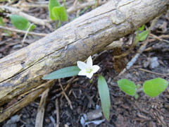 Claytonia lanceolata