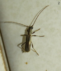 Ossibia murina