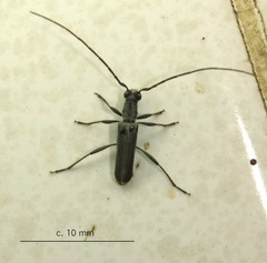 Ossibia murina