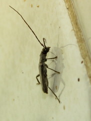 Ossibia murina