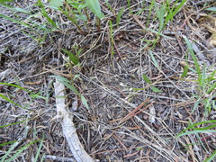 Claytonia lanceolata