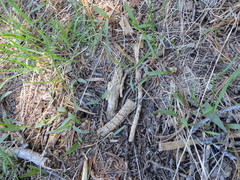 Claytonia lanceolata