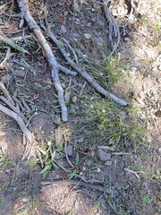 Claytonia lanceolata