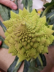 Brassica oleracea italica