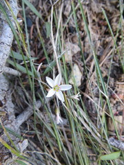 Claytonia lanceolata