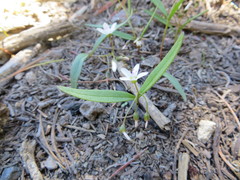 Claytonia lanceolata