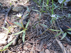 Claytonia lanceolata