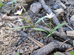 Claytonia lanceolata