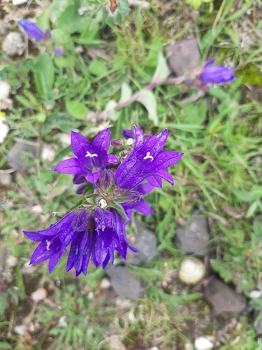 Petit Campanule 2