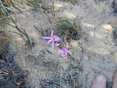 Pelargonium coronopifolium