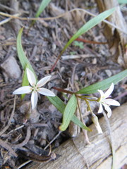Claytonia lanceolata