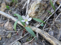 Claytonia lanceolata