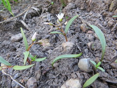 Claytonia lanceolata
