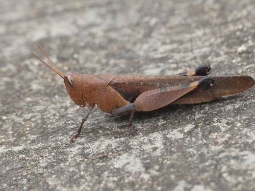 Oxycatantops