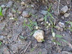 Claytonia lanceolata