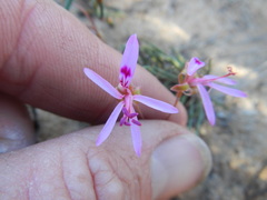 Pelargonium coronopifolium