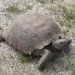 Mojave Desert Tortoise - Photo (c) jimpark67, some rights reserved (CC BY-NC), uploaded by jimpark67