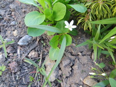 Claytonia lanceolata