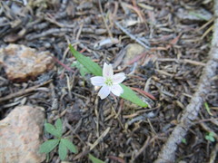 Claytonia lanceolata