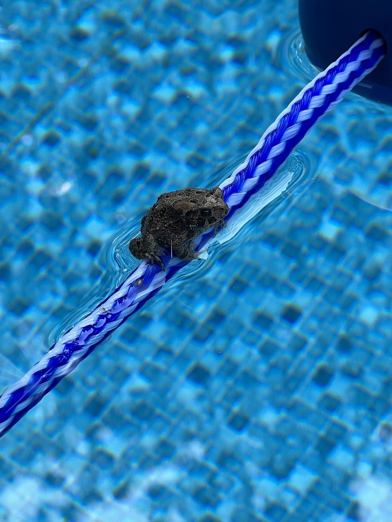 American Toad from Ives Street Rd, Watertown, NY, US on August 4, 2023