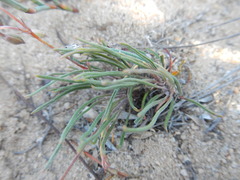 Pelargonium coronopifolium