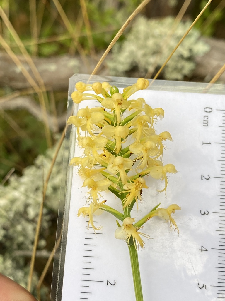 Platanthera pallida