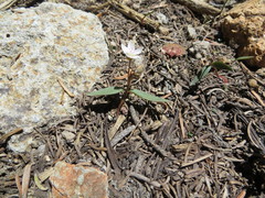 Claytonia lanceolata