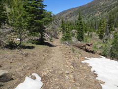 Claytonia lanceolata