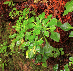 Aichryson pachycaulon subsp. immaculatum image