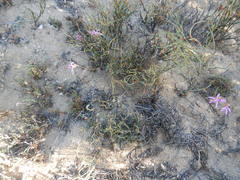 Pelargonium coronopifolium