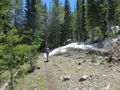 Claytonia lanceolata