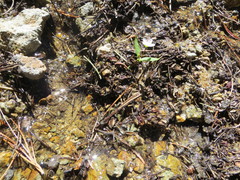 Claytonia lanceolata