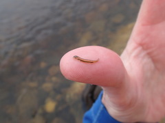 Coregonus clupeaformis
